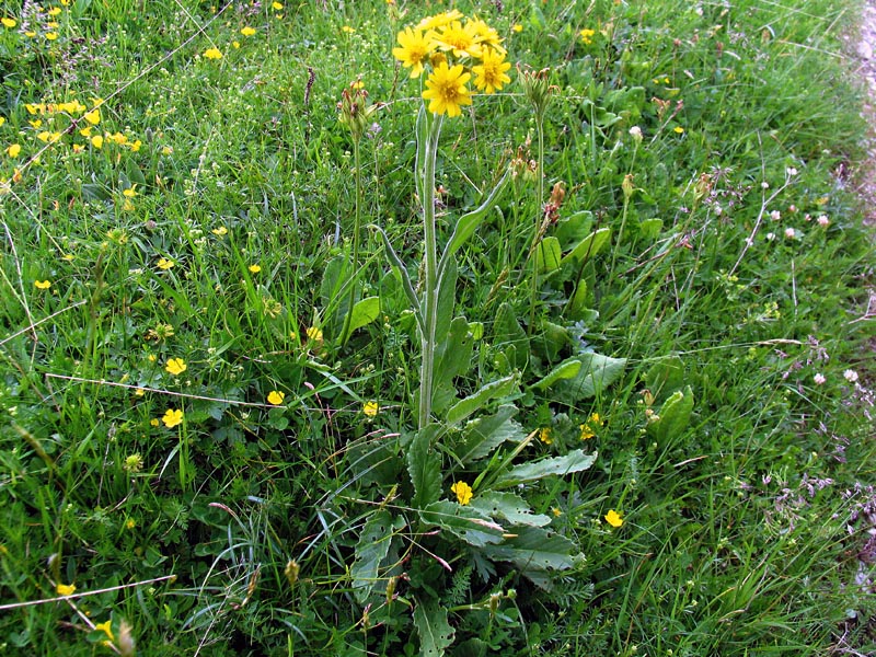 Tephroseris longifolia subsp. gaudinii /Senecio di Gaudin
